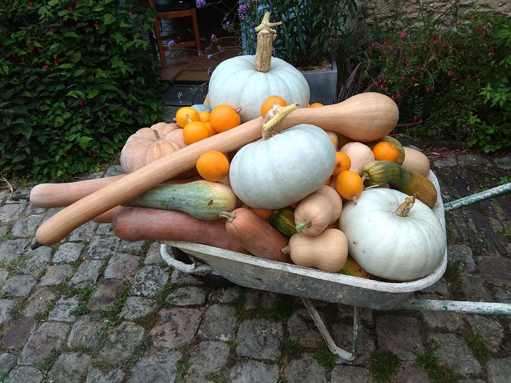 Jardin