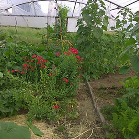 Jardin